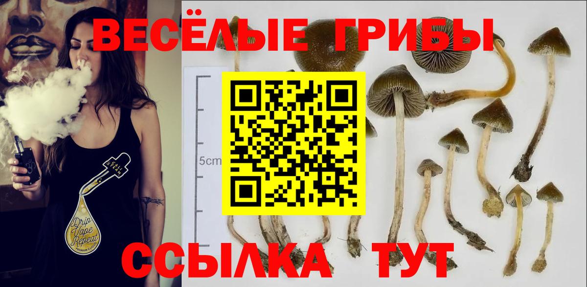Гудермес  Галлюциногенные грибы Psilocybine cubensis  Вход с VPN 